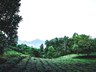 'Bỏ phố về quê' làm nhà vườn, chưa kịp hưởng lại rao bán gấp, cho mượn miễn phí