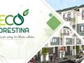 Eco Forestina