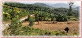 Bán nhanh đất 150m2 ngang 6m Giá 190tr ở Nha Trang