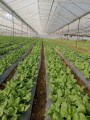 Bán hoặc cho thuê 21 sào vườn ở xã Tu Tra, Huyện Đơn Dương Lâm Đồng, giá bán 20 tỷ