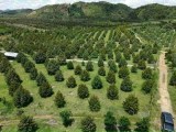 Tổng 13ha đã trồng 800 cây sầu thái - Giá sốc 4 tỷ100tr - DUY LAND HOUSE 0911455858
