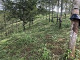 BÁN 10 hecta đất cao su tại xã Bờ Y Vang, Huyện Ngọc Hồi , tỉnh Kontum