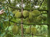 Đất vườn sổ riêng chỉ 4xxtr/sào - đầu tư ngay để hưởng lợi nhuận to