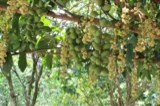BÁN MẢNH ĐẤT RẪY CẬP RẠCH BẾN ĐÁ MÁT MẺ KHỎI CHÊ