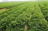 GẤP LẮM RỒI KHÁCH ƠI, CẦN BÁN NHANH 1500M2 ĐẤT BÊN CHÂU THÀNH, TÂY NINH GIÁ RẺ