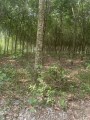 BÁN ĐẤT TRỒNG CÂY LÂU NĂM