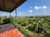 CHÍNH CHỦ Cần Bán Đất Trồng Thanh Long Vị Trí Đẹp Tại Xã Hàm Mỹ Huyện Hàm Thuận Nam