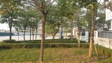 💥 Biệt thự VIP K1 Khu đô thị Ciputra, Phú Thượng, Tây Hồ, 336m2 3T MT 10m, Chỉ 134 Tỷ 💥