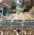 Chính chủ cần bán trang trại nhỏ xinh nằm tại Xã Kỳ Phú - Nho Quan - Ninh Bình.