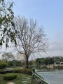 Hồ Tùng Mậu 137 m chỉ 12 tỷ , nhà biệt thự 3 tầng sân vườn đẹp , cách Viện 198 tầm 3 phút