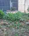 Bán Đất Ở N4.1 D13.5-Gần Tô Ngọc Vân  nhỉnh 3 tỷ-Thạnh Xuân Q12