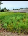 Bán 146m2 thổ cư huyện Cần Giuộc, SHR chỉ 9tr/m2. Lh;0932637343.