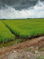 ĐẤT ĐẸP - GIÁ TỐT – Bán 49 Công Đất Ruộng Tại Huyện Kiên Lương - Kiên Giang