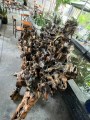 Cần bán thác nước phong thuỷ chất liệu bộ rễ lõi cây gỗ chai tại huyện Củ Chi TPHCM
