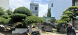 100m đất đường TRần Quốc Hoàn,H; Bắc,giá;8tr/tháng,thuê lâu dài